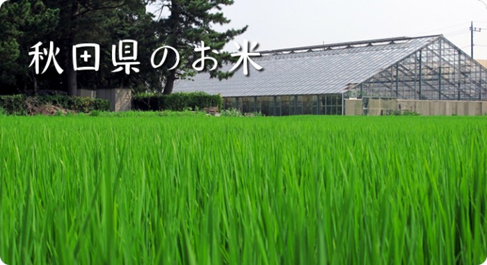秋田県のお米
