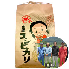 石蔵米生産グループのコシヒカリ