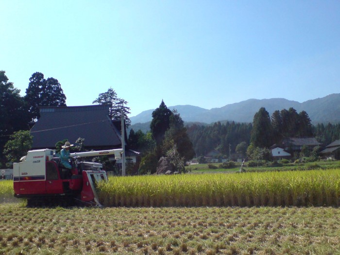 さくさく村の玄米