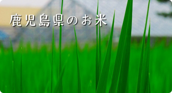 鹿児島県のお米