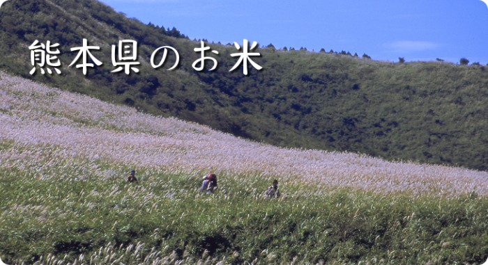 熊本県のお米