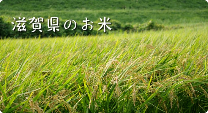滋賀県のお米