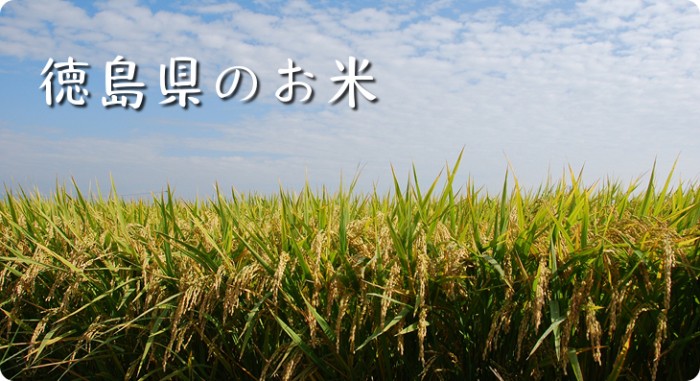 徳島県のお米