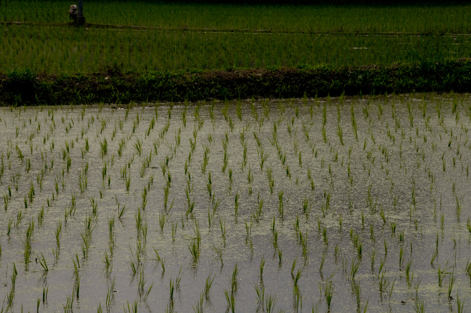 田植えについて