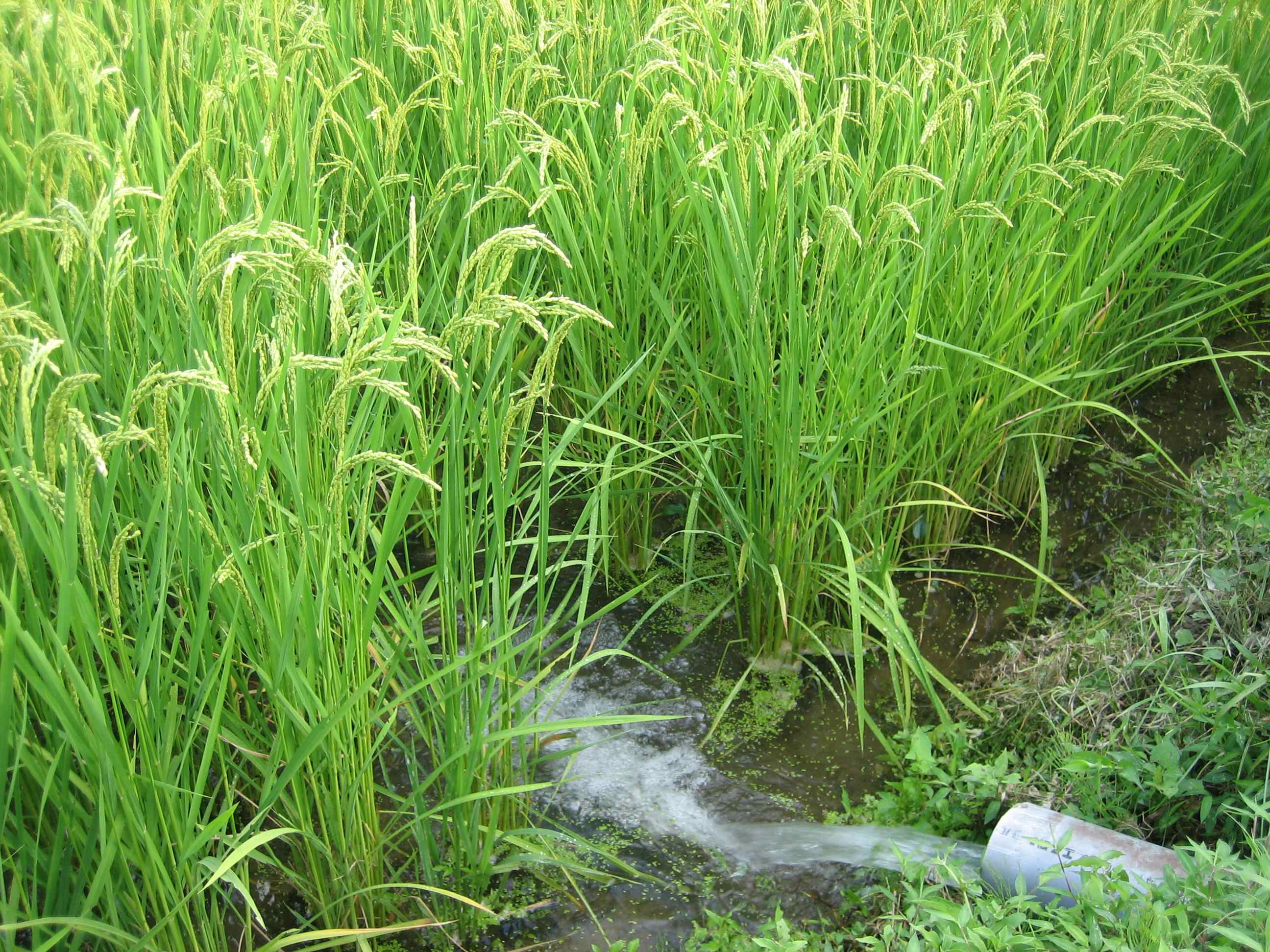 田んぼの水管理