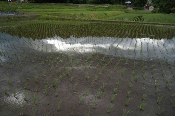 水田