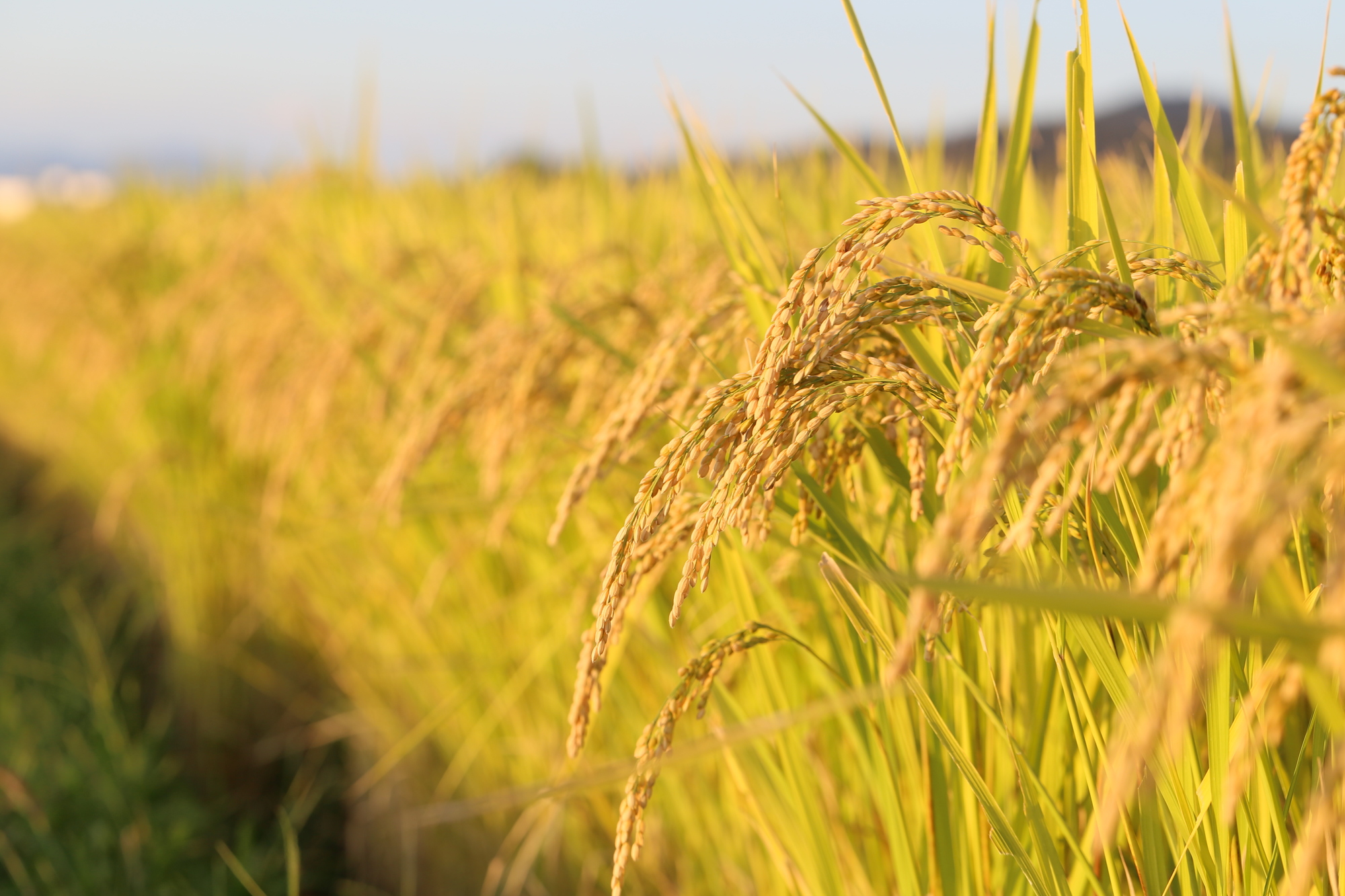 有機栽培米のイメージ画像