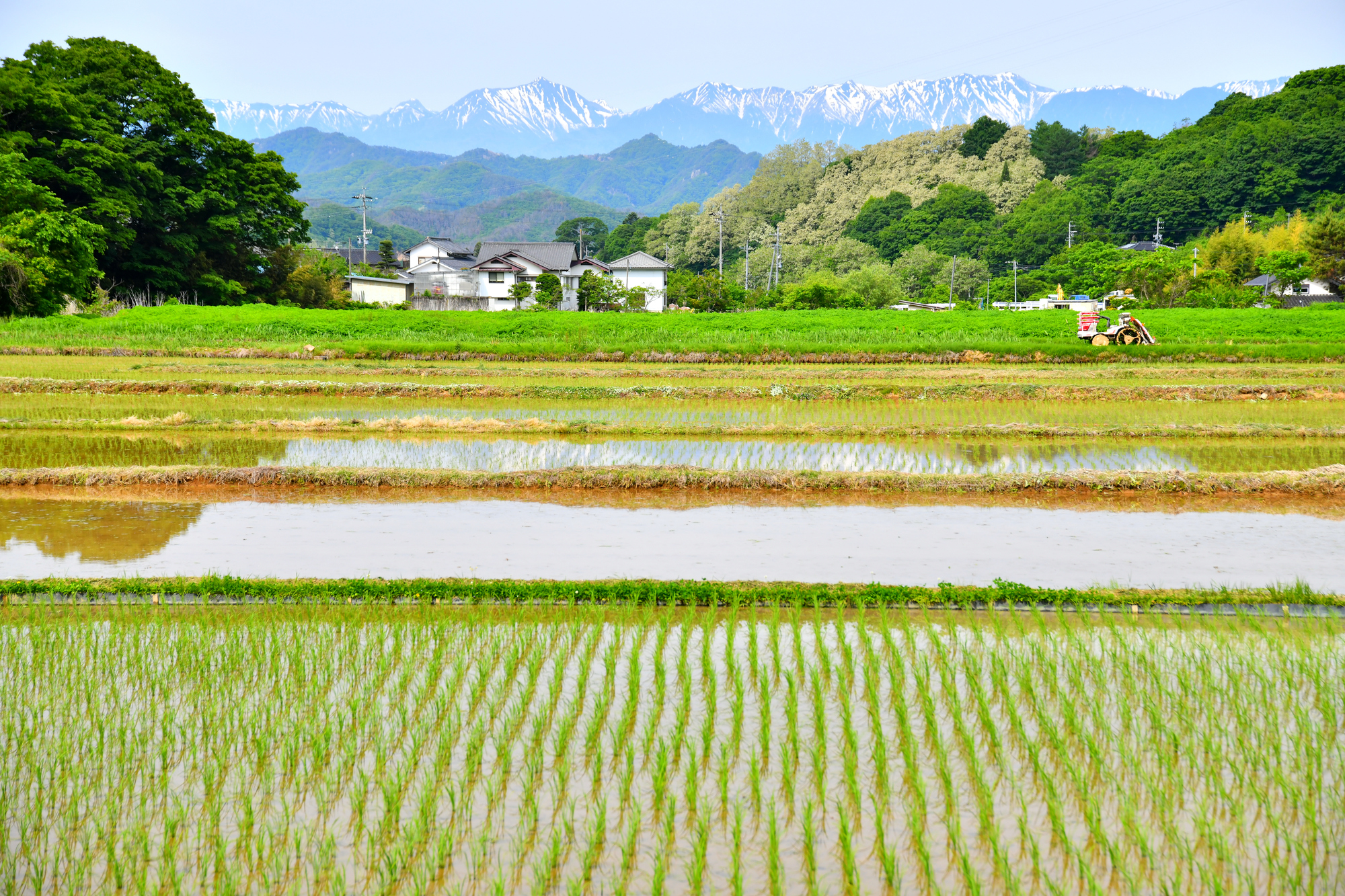長野県の田んぼ