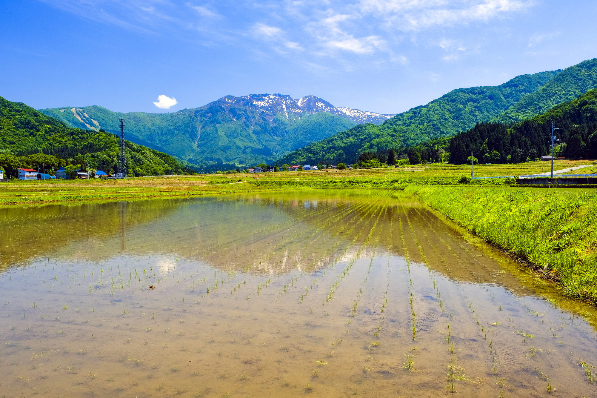 水田と八海山