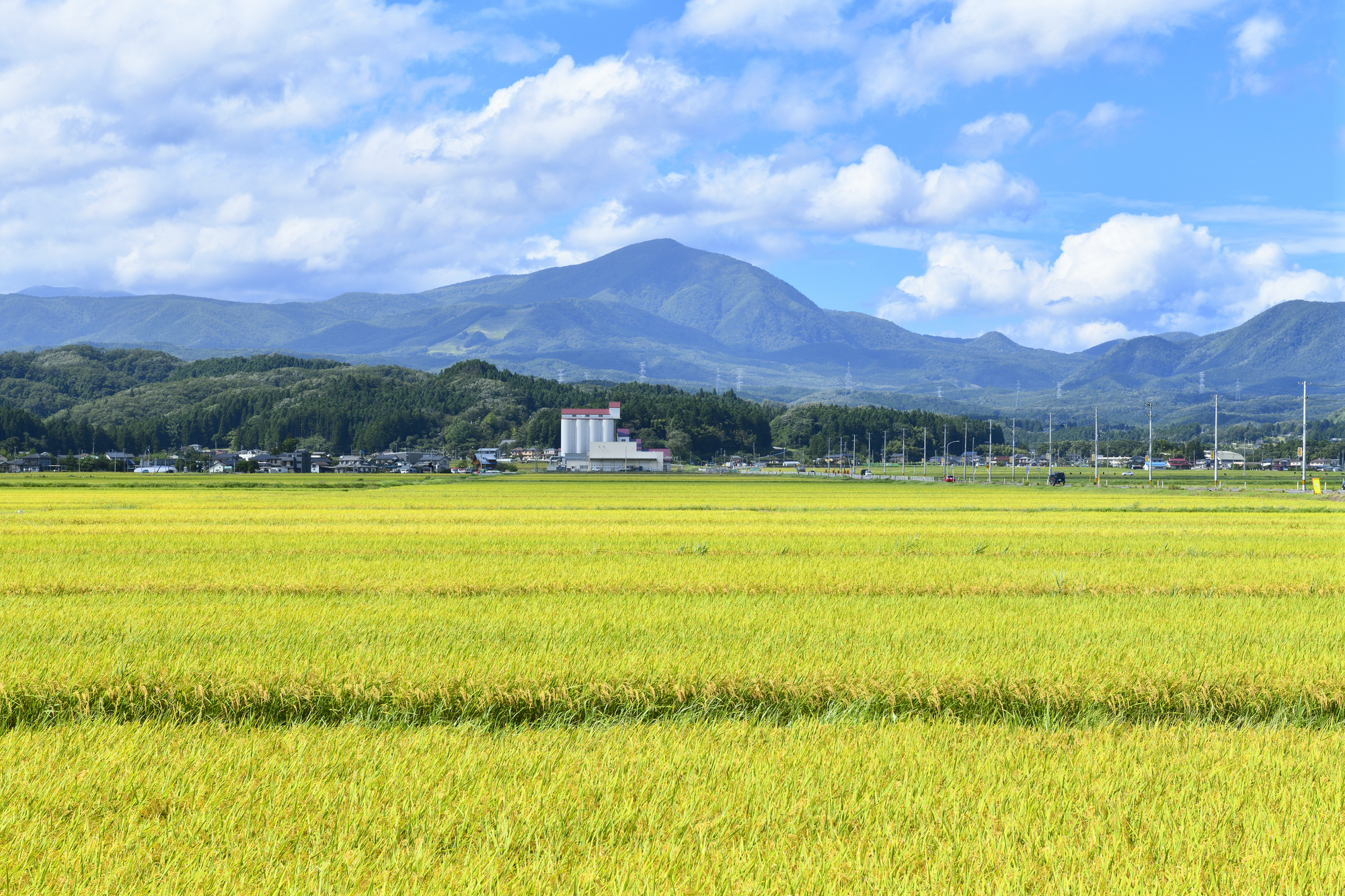 ササニシキの産地