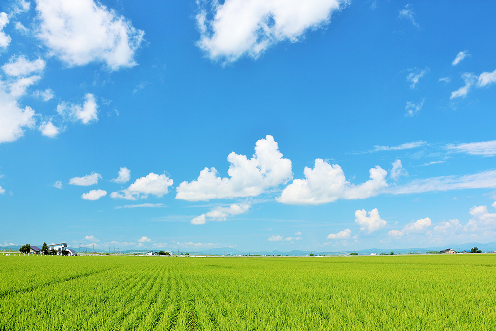 北海道の田んぼのイメージ