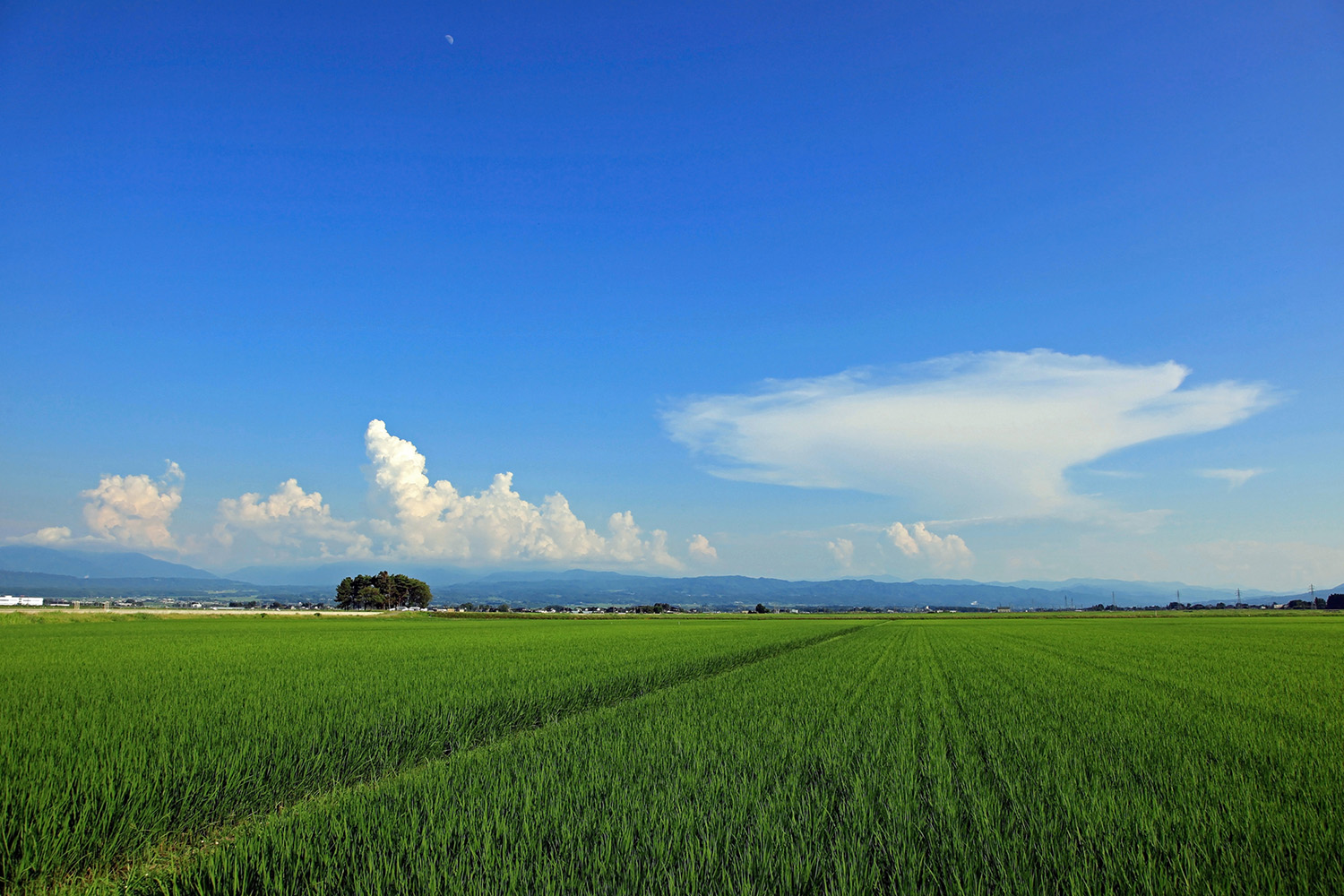 夏の庄内平野風景