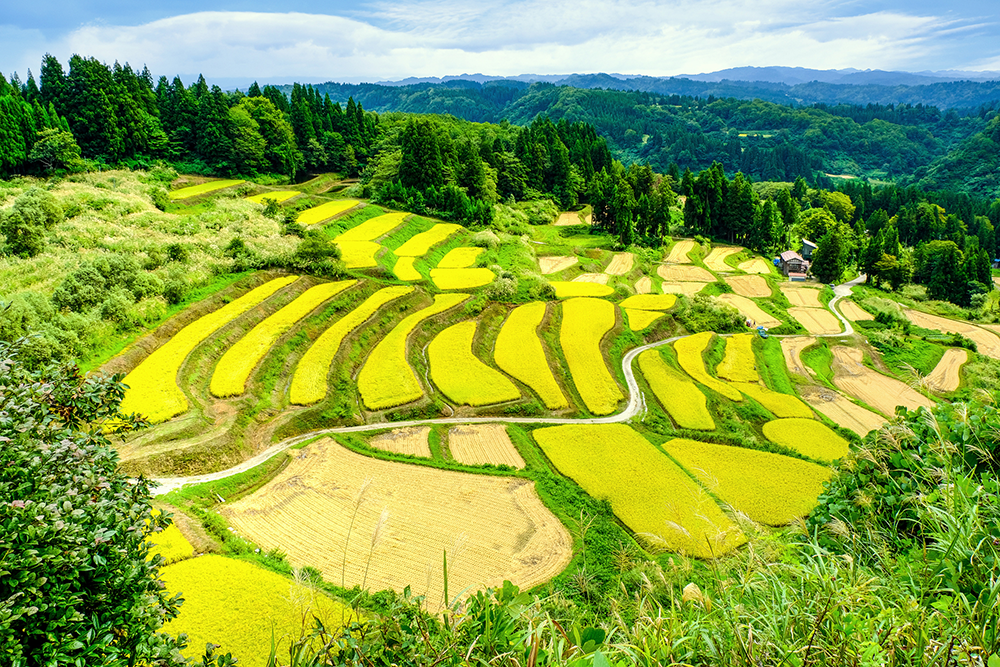 里山の棚田