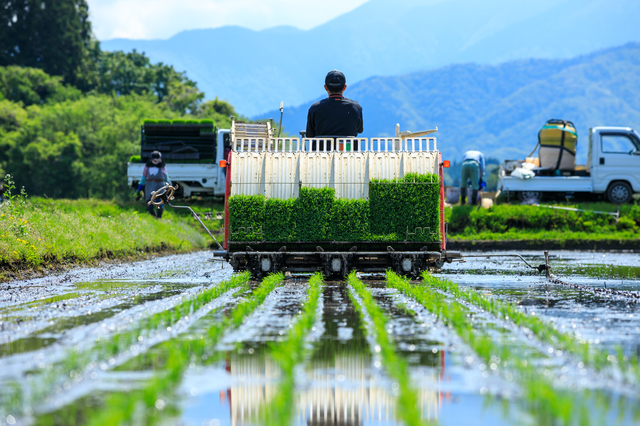 田植え作業