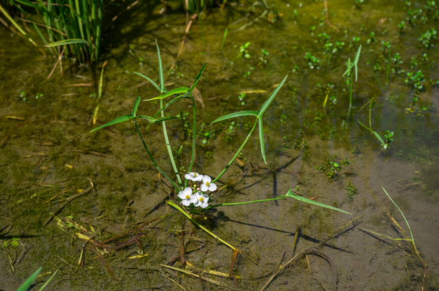 水田のオモダカの花