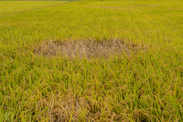トビイロウンカによる稲の被害