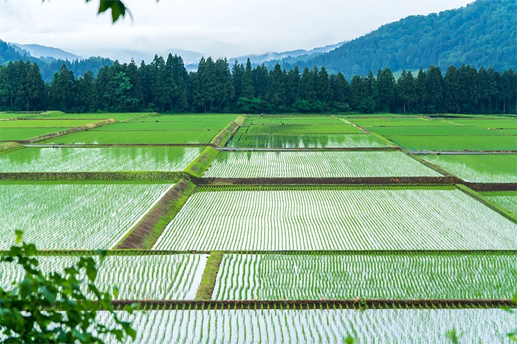 高級米の産地