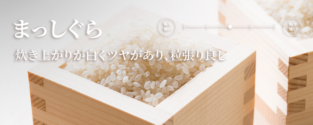 まっしぐら特徴