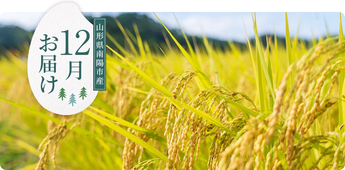 しまさきさん12月にお届け