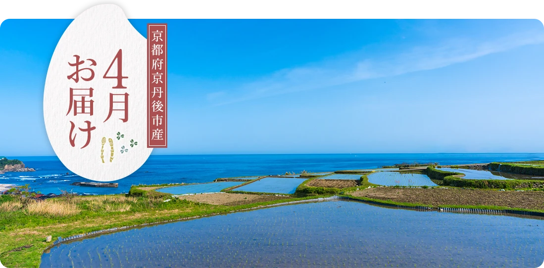 京都府京丹後市産 4月にお届け