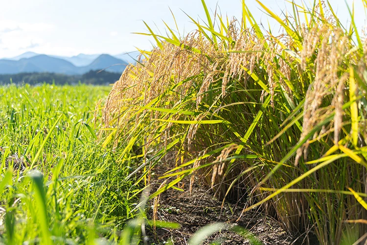 お米の産地