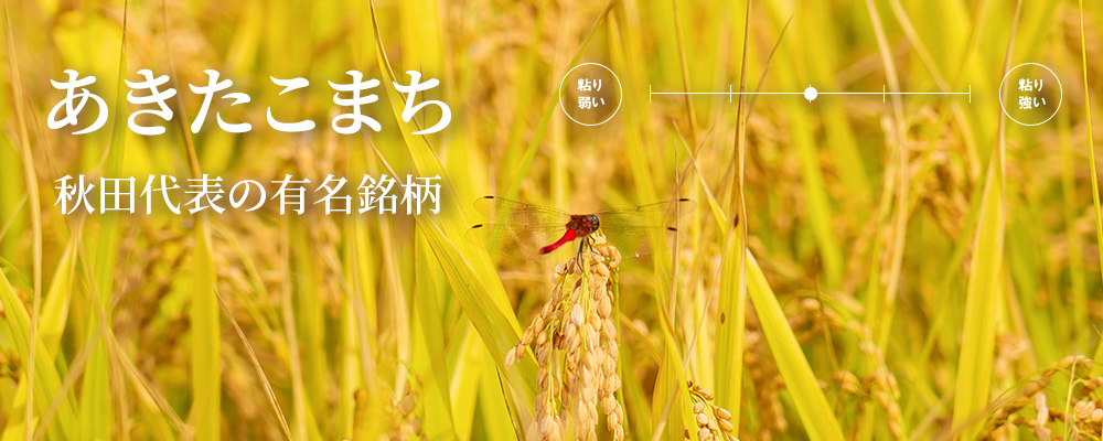 あきたこまち 秋田代表の有名銘柄
