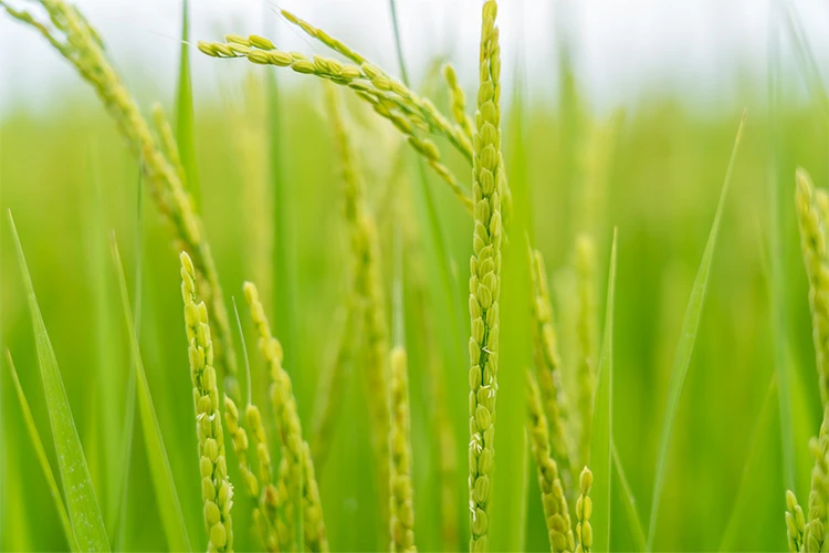 銀の朏品種のイメージ