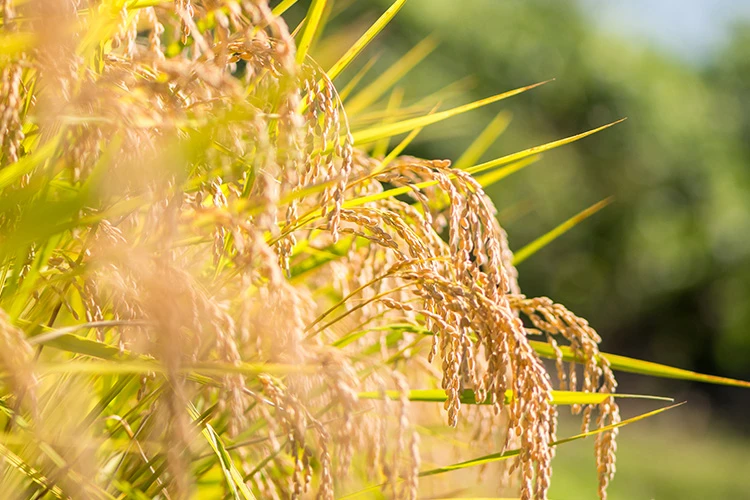 お米の産地イメージ