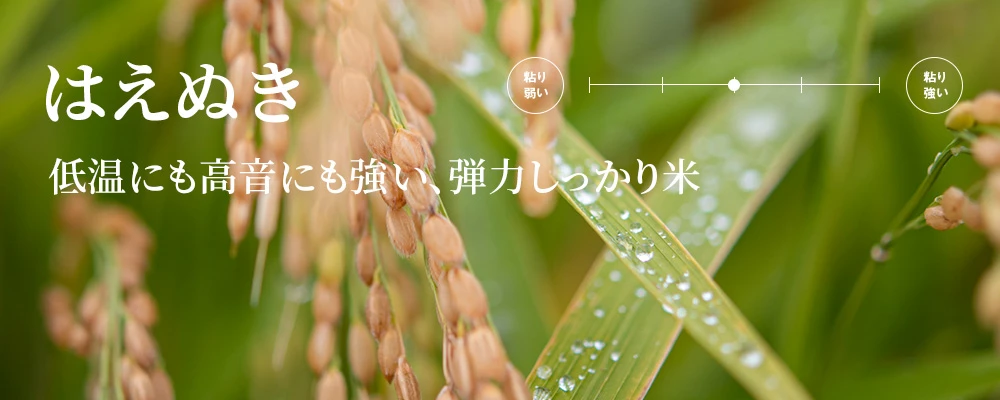 はえぬき 低音にも高温にも強い元気印!弾力しっかり米