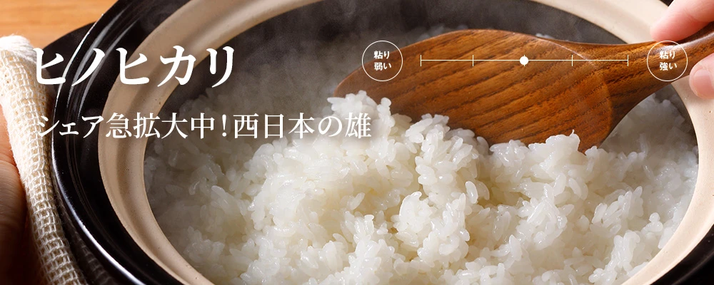 ヒノヒカリ シェア急拡大中! 西日本の雄