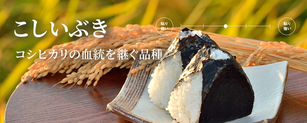 こしいぶき コシヒカリの血統を引き継ぐ期待の品種