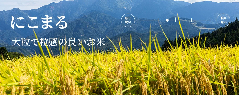 にこまる ヒノヒカリの後継品種として期待