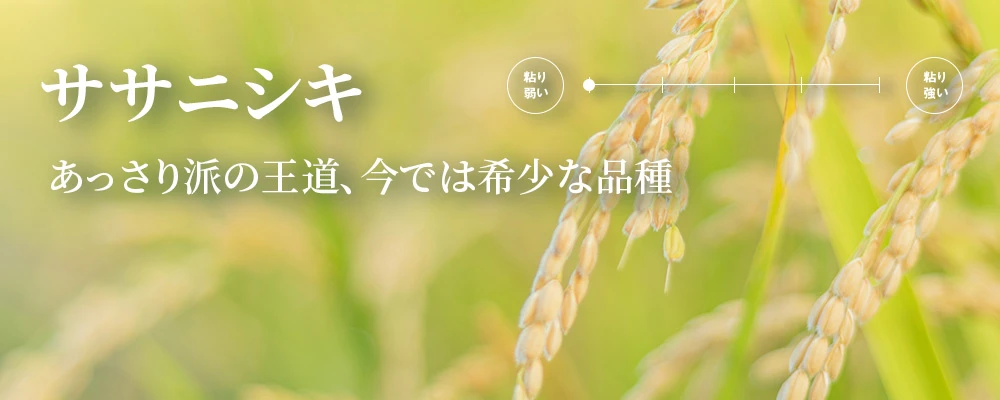 ササニシキ かつてのコシヒカリのライバル