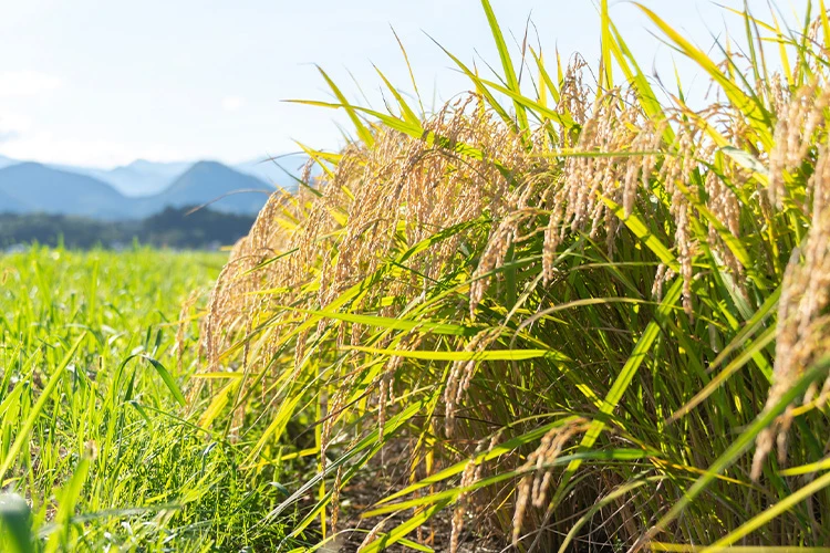 つきあかりの産地イメージ