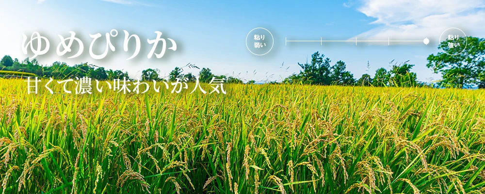 北海道Nol.1人気品種。道民の夢「ゆめぴりか」