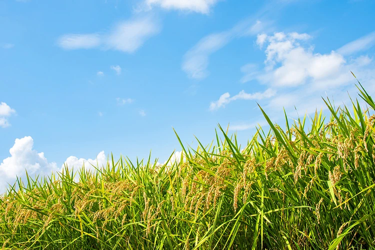 夏の田んぼイメージ