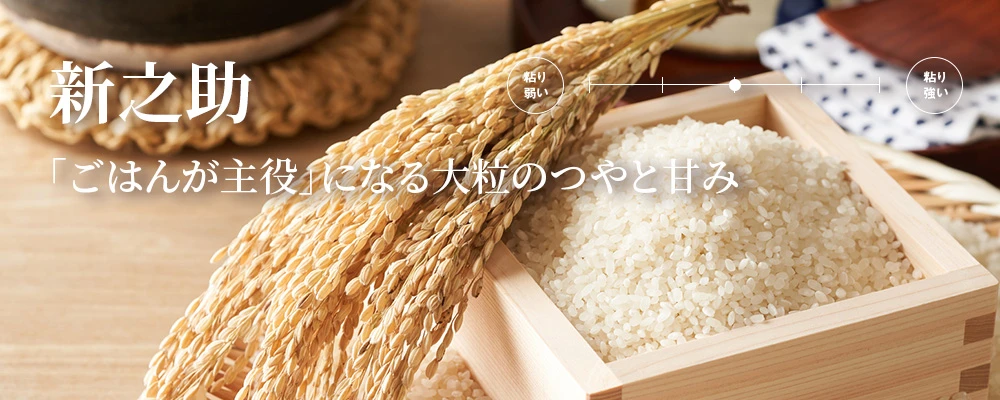 新之助 新潟の新品種米