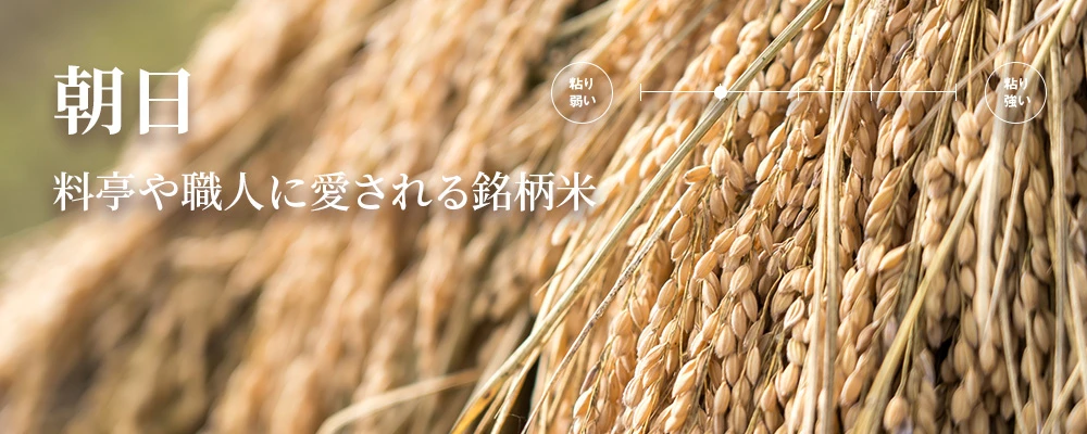 朝日 希少な在来品種