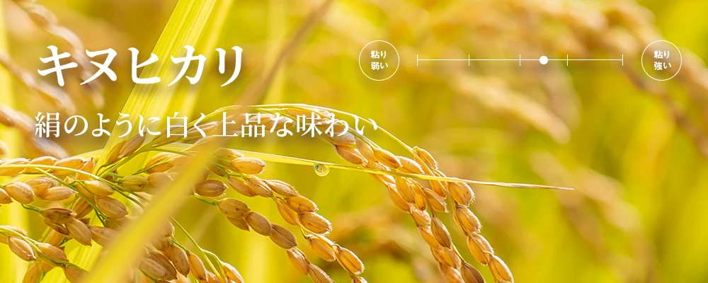 キヌヒカリ