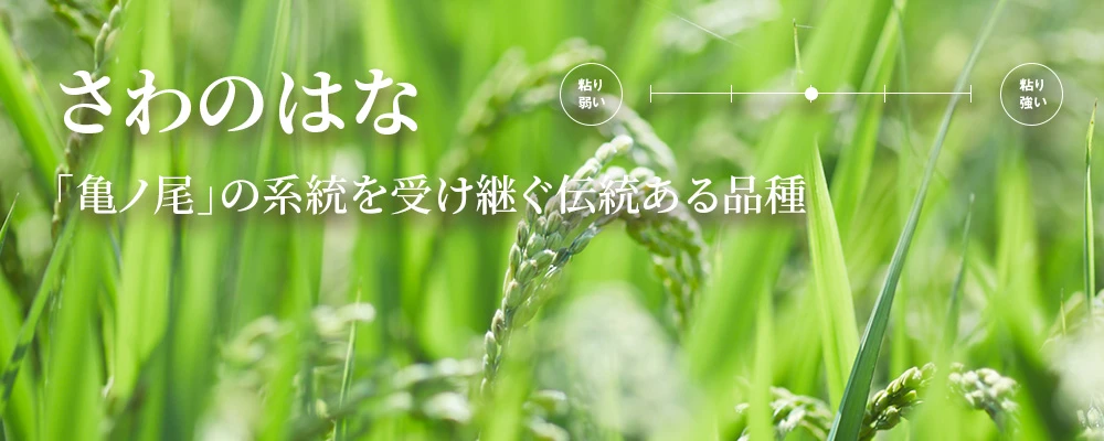 さわのはな