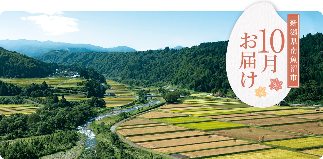 新潟県南魚沼市産ゆうだい 10月にお届け
