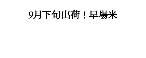 本田義光米