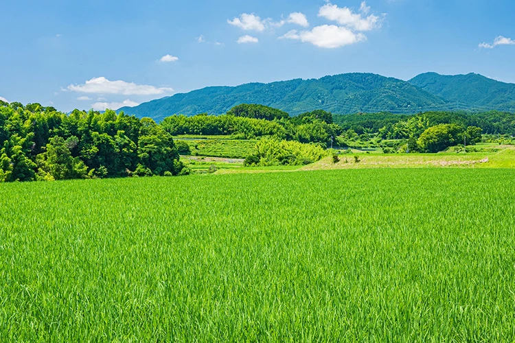 日本の田んぼのイメージ