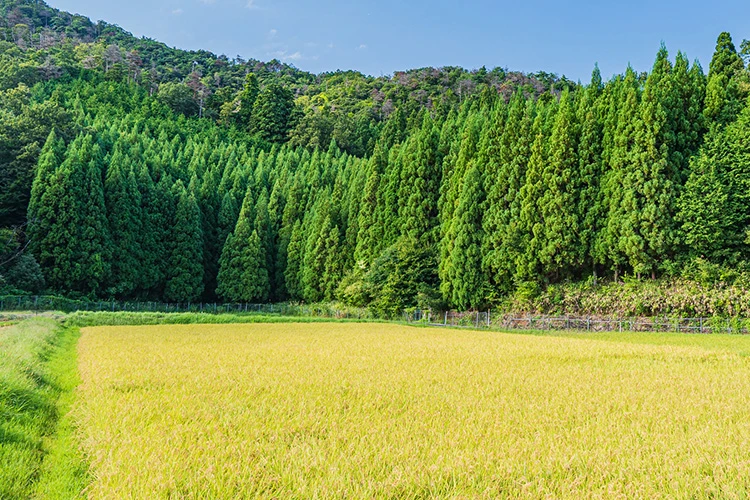 滋賀県産の米づくり