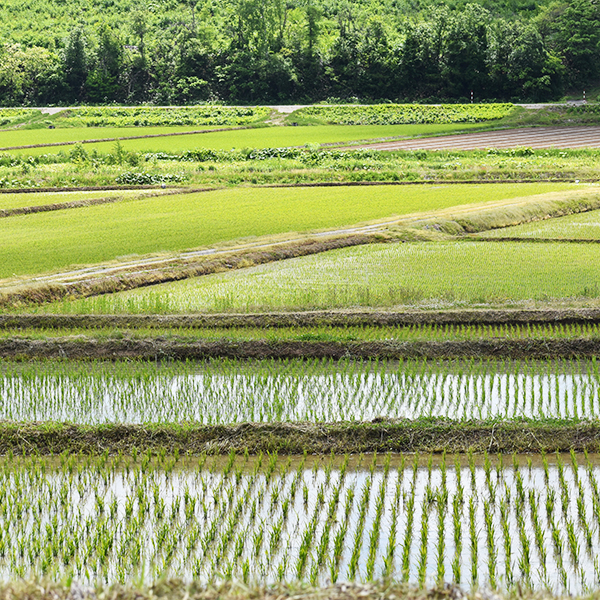 武山農園(武山昌彦)さんの北海道上川郡剣淵町産ゆきさやか | 美味しい