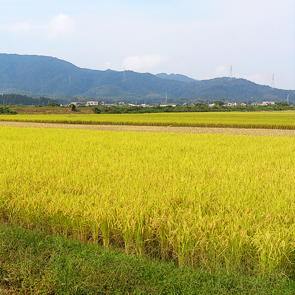こなつ農園(小夏英昭)さんの熊本県熊本市産にこまる(有機栽培米)