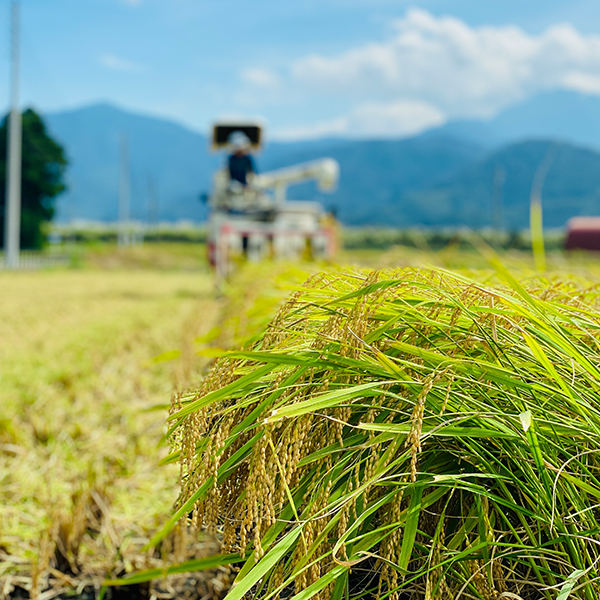 こまがた農園(駒形宏伸)さんの新潟県南魚沼産コシヒカリ(特別栽培米) | 美味しいお米の通販サイト【ツナギ】|全国の農家よりお米を産地直送