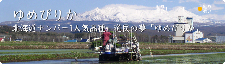 北海道Nol.1人気品種。道民の夢「ゆめぴりか」