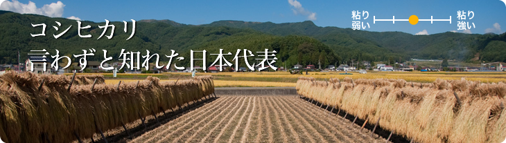 コシヒカリ 言わずと知れた日本代表