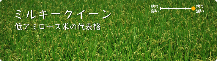 ミルキークイーン 低アミロース米の代表格